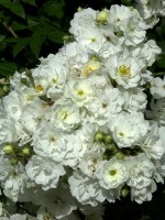 Rose Rambling Rector