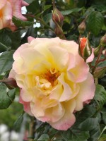 Rose Moonlight ® - Kordes