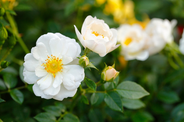 Bodendeckerrose &#039;Bienenweide-Weiß&#039; ® - Tantau