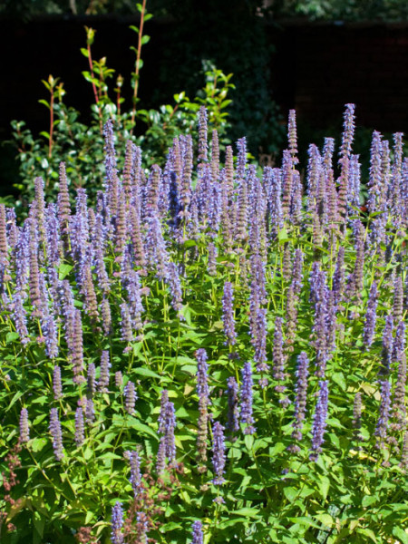 Agastache rugosa &#039;Blue Fortune&#039; (M), asiatische Duft-Nessel &#039;Blue Fortune&#039;