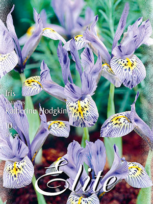 Zwergiris &#039;Katherine Hodgkin&#039;, Iris histrioides (Art.Nr. 596876)