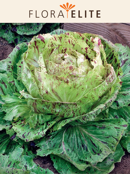 Radicchio 'Variegata Di Castelfranco' (Art.Nr. 21502)