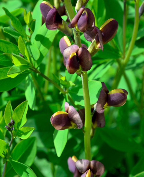 Baptisia variicolor &#039;Twilite Prairie Blues&#039;, Indigolupine