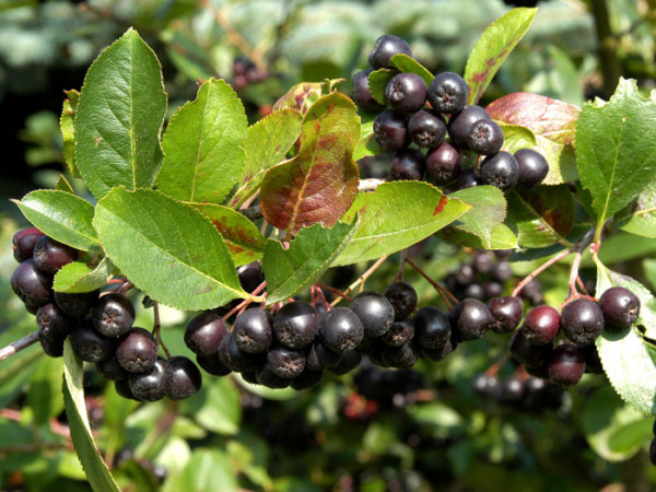 Essbare, schwarze Apfelbeere