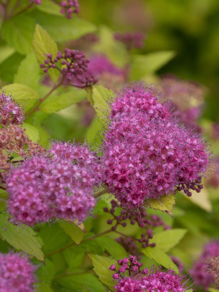 Sommerspiere Froebelii Blüte