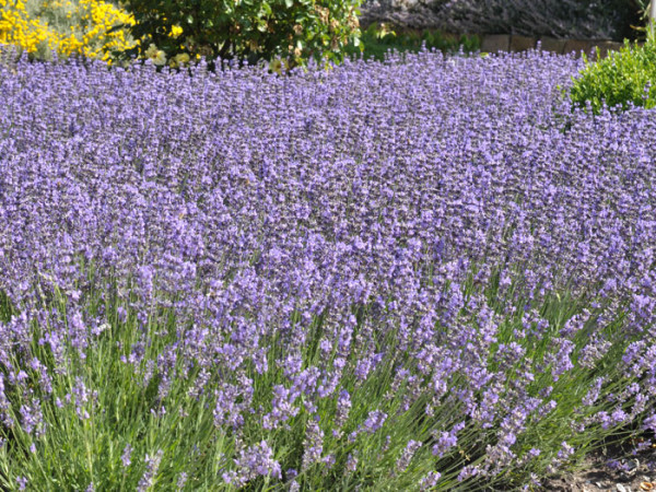 Garten-Lavendel Munstead Bodendecker