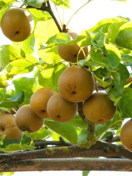 Apfelbirne Nashi &#039;Kumoi&#039;, chinesische Apfelbirne, Asienbirne