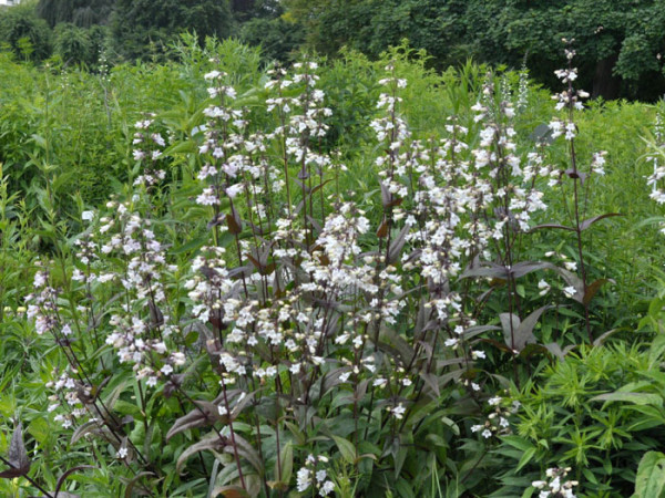 Penstemon digitalis &#039;Husker Red&#039;, Bronce-Bartfaden