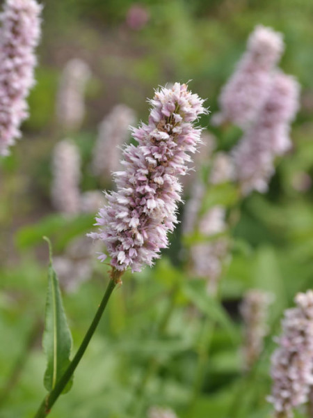 Bistorta officinalis, Wiesenknöterich