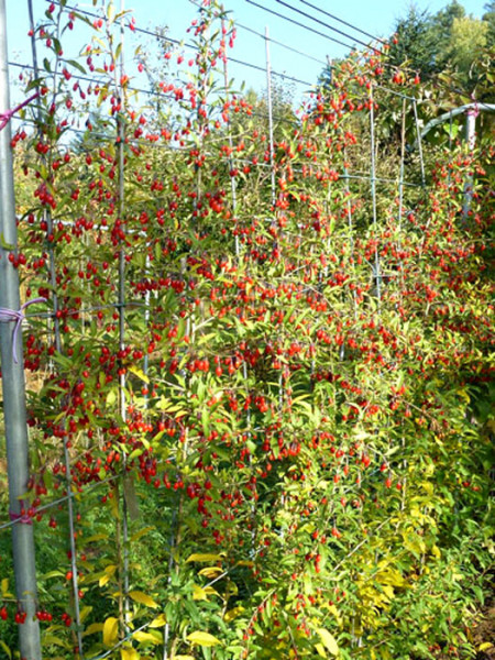 Goji-Beere &#039;Natascha&#039; (Lycium barbarum Natascha)