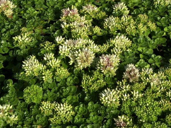 Sedum spurium &#039;Album Superbum&#039;, Kaukasische Teppich-Fetthenne, Tepich-Sedum