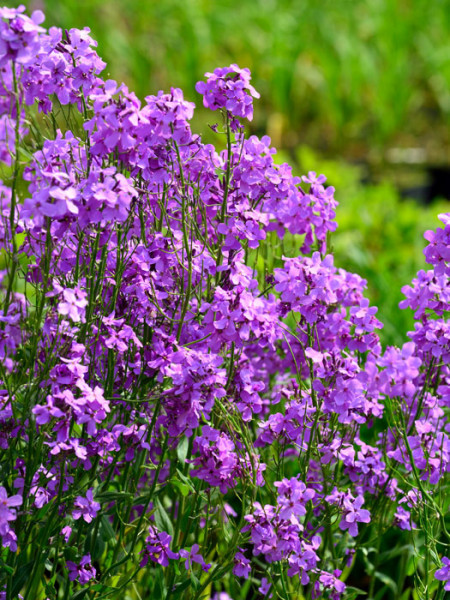 Hesperis matronalis, Nachtviole