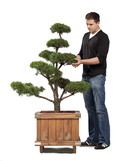 Pinus sylvestris - Bonsai, XXL-Produkt