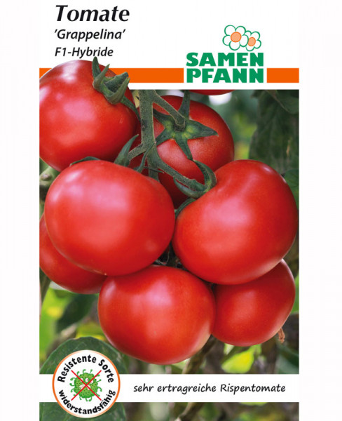 Tomate &#039;Grappelina&#039; - F1-Hybride (Art.Nr. G864)