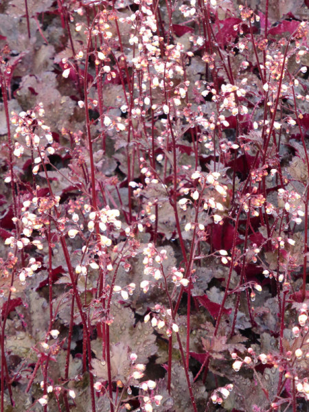 Heuchera Little Cuties 'Coco', Purpurglöckchen