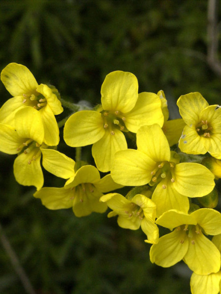 Draba bruniifolia, Felsenblümchen, Hungerblümchen