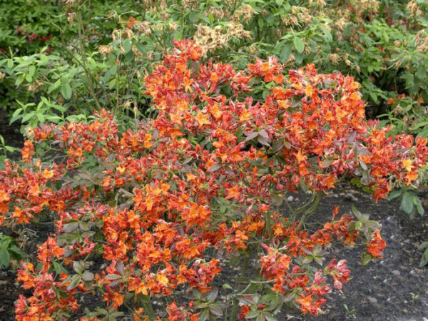 Rhododendron luteum &#039;Fireball&#039;, sommergrüne japanische Gartenazalee