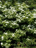 Viburnum opulus, Gemeiner Schneeball