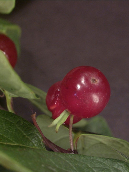 Lonicera xylosteum, Gewöhnliche Heckenkirsche