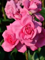 Rose Eliza ® - Kordes