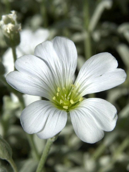 Cerastium tomentosum &#039;Silberteppich&#039;, Silberhornkraut, filziges Hornkraut