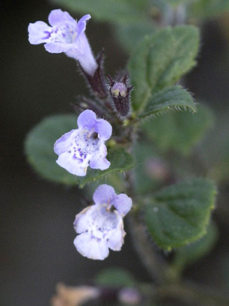 Die Blüte der Bergminze 'Blue Cloud'