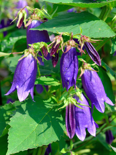 Campanula punctata &#039;Sarastro&#039; (M), Gepunktete Glockenblume