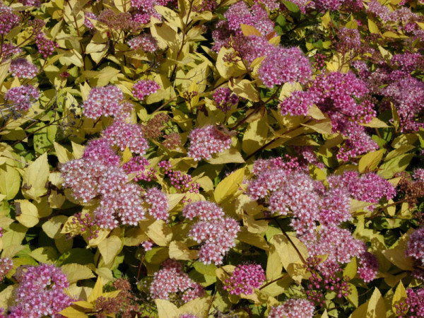 Spiraea japonica &#039;Golden Princess&#039;, Gelbe Zwergspiere