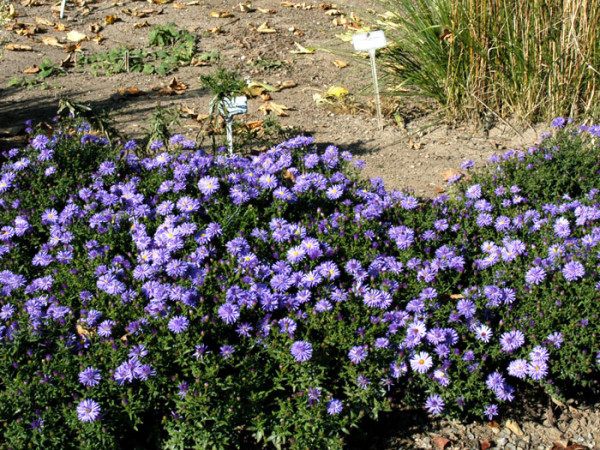 Aster dumosus &#039;Professor A. Kippenberg&#039; (M), Kissen-Aster, Herbst-Aster