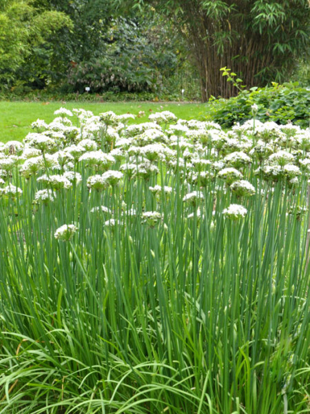 Schnittknoblauch, Allium tuberosum