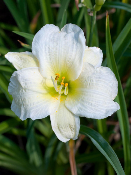 Hemerocallis x cultorum &#039;Gentle Shepard&#039;, Garten-Taglilie