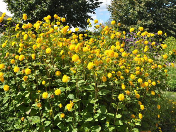 Helianthus decapetalus &#039;Soleil d&#039;Or&#039;, Stauden-Sonnenblume