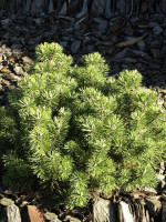 Pinus mugo 'Mops', Kugel-Kiefer