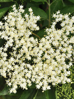 Sambucus nigra, Schwarzer Holunder