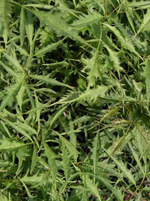 Aruncus dioicus &#039;Wirbelwind&#039;, Geschlitzter Geißbart, Wald-Geißbart