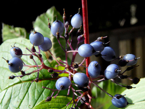 Frucht des Sibirischen Hartriegels