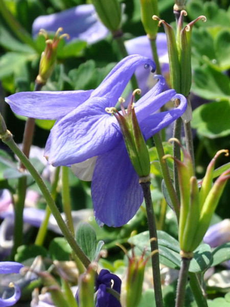 Aquilegia flabellata &#039;Ministar&#039; (M), Blau-weiße Steingarten-Akelei