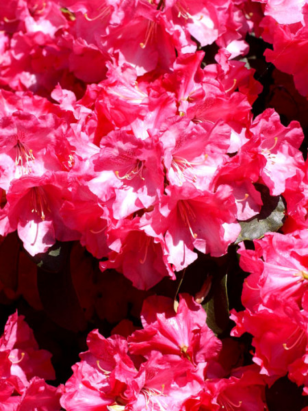 Rhododendron will. &#039;Gartendirektor Glocker&#039;