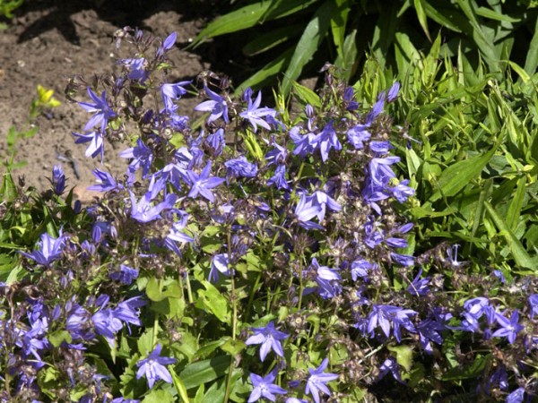 Campanula poscharskyana &#039;Blauranke&#039; (M), Hängepolster-Glockenblume, Dalmatische Glockenblume