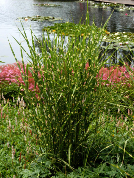 Miscanthus sinensis &#039;Zebrinus&#039;, Zebra-China-Schilf