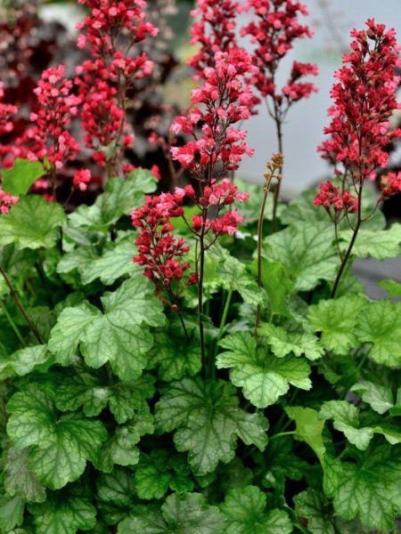 Heuchera x cultorum &#039;Paris&#039;, Purpurglöckchen, Purpurblatt