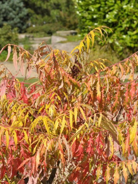 Herbstfärbung Essigbaum