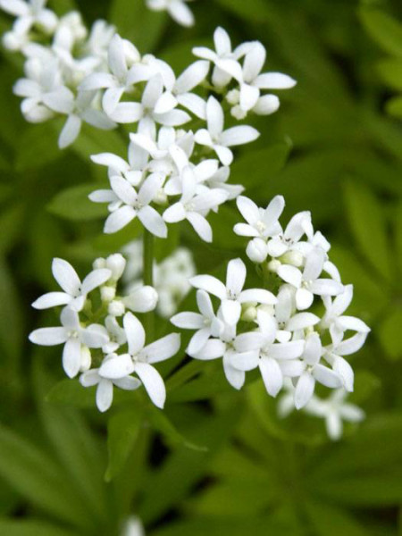 Waldmeister Blüte