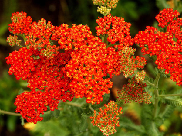 Achillea filipendulina &#039;Walter Funke&#039; (M), Schafgarbe &#039;Walter Funke&#039;, rote Goldquirl-Garbe