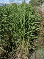 Miscanthus giganteus 'Meidl', Riesen-Chinaschilf