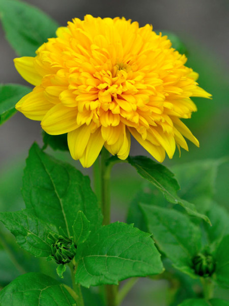 Helianthus decapetalus &#039;Soleil d&#039;Or&#039;, Stauden-Sonnenblume