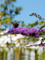 Buddleja davidii 'Fascination', Sommerflieder