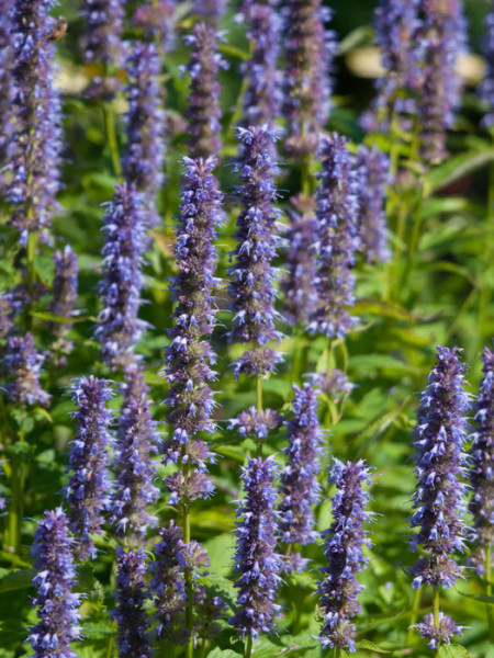Agastache rugosa &#039;Black Adder&#039;® (M), asiatische Duftnessel &#039;Black Adder&#039;