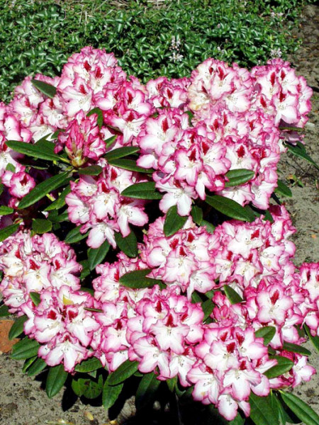 Rhododendron &#039;Hachmanns Charmant&#039;