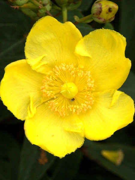 Johanniskraut Hidcote Einzelblüte